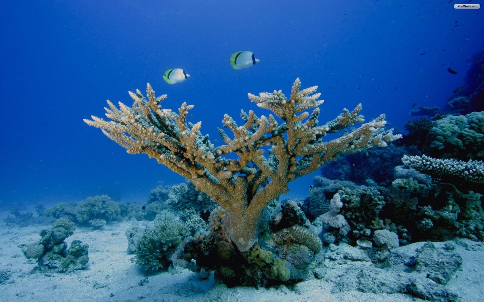 Pengertian Ekosistem Laut images