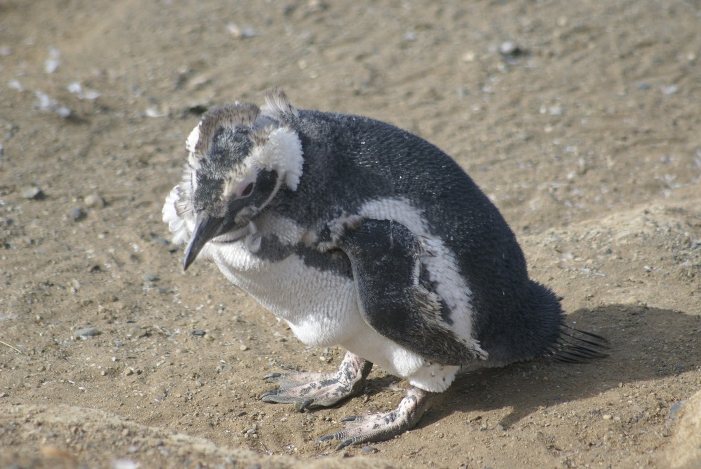 Arie's Travels - World Wide Travel Blog: Penguins in Punta Arenas
