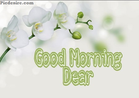 Good Morning Dear | 30 Good Morning My Dear Images Good Morning Dear | 30 Good Morning My Dear Images