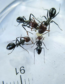 The major, median and minor workers of Camponotus saundersi