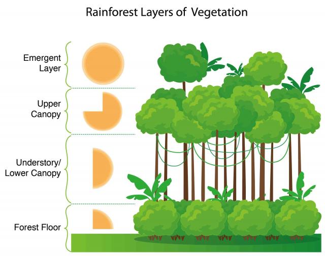 Ekosistem Hutan Hujan Tropis – Blog Ilmu Pengetahuan