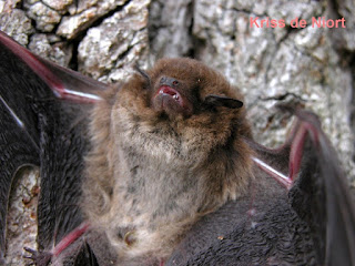 Chauve-souris - Mammifère volant Chauve-souris - Mammifère volant