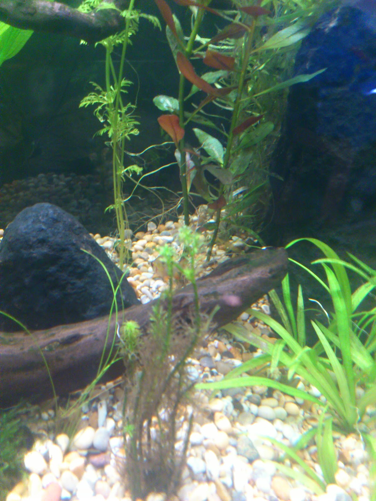 Salg masker til maske lignende bestilling Ponta's Akvarieblog: oktober 2012