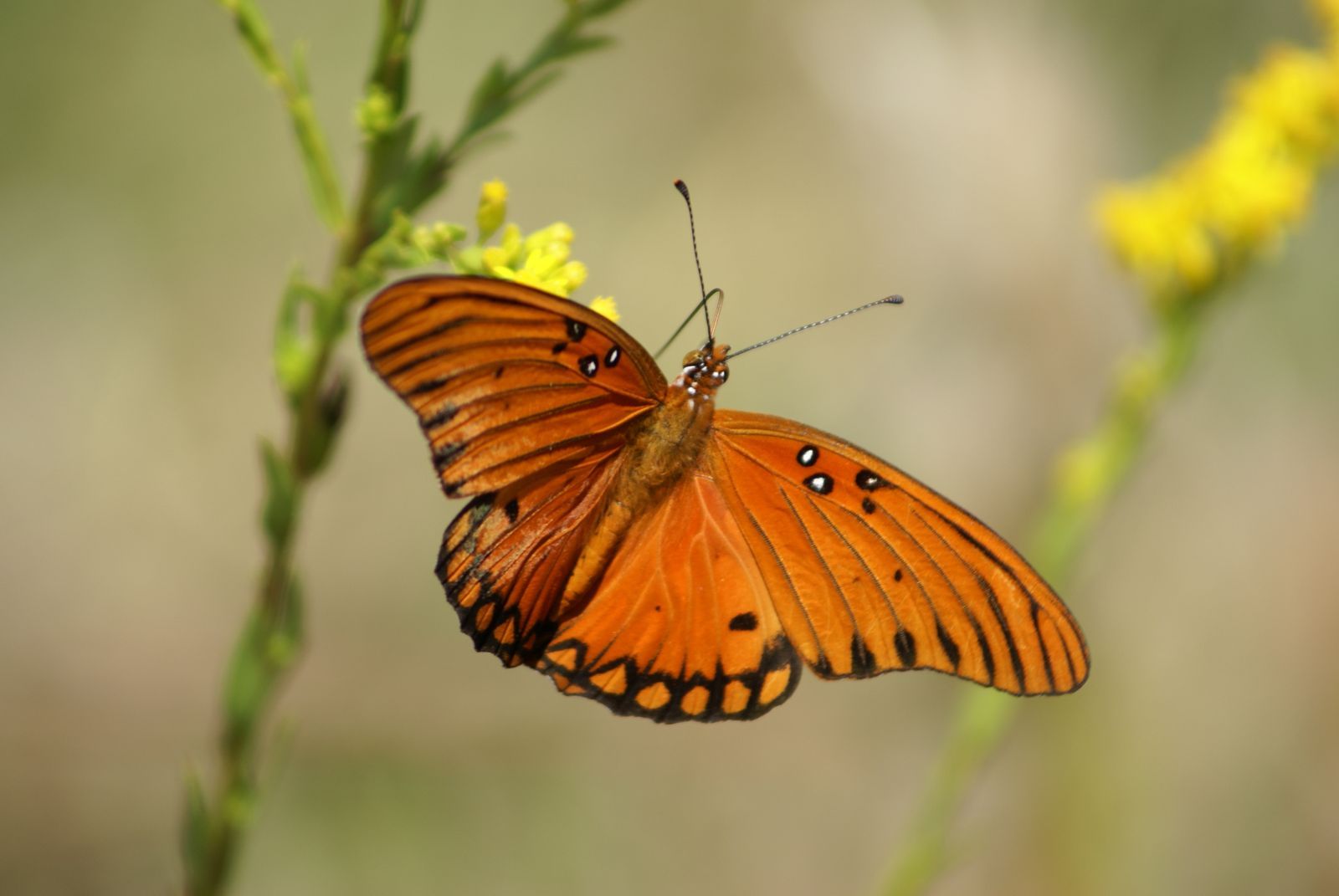 Simple Simon Says A New Beginning