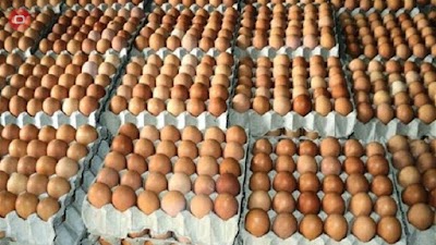 الزراعة تكشف سبب ارتفاع اسعار  البيض و الدجاج وتضع خطة لخفضها