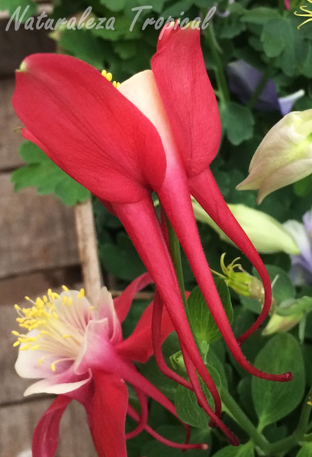 Espuelas visibles en una flor del género Aquilegia