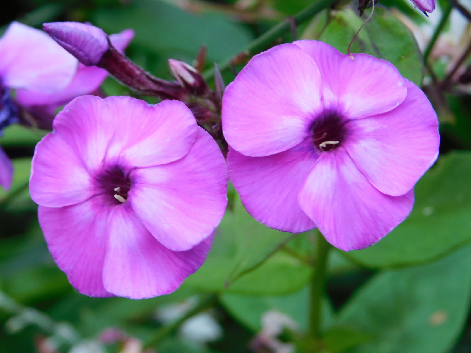 Wie der Staudenphlox in unseren Garten kam...