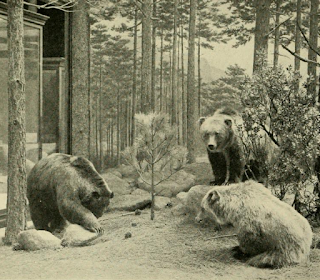 Meksika boz ayısı (Ursus arctos nelsoni) †[soyu tükenmiş]