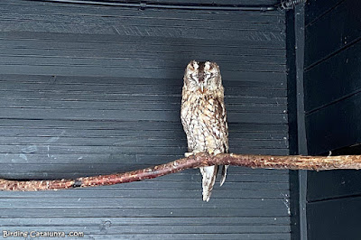 Gamarús (Strix aluco)