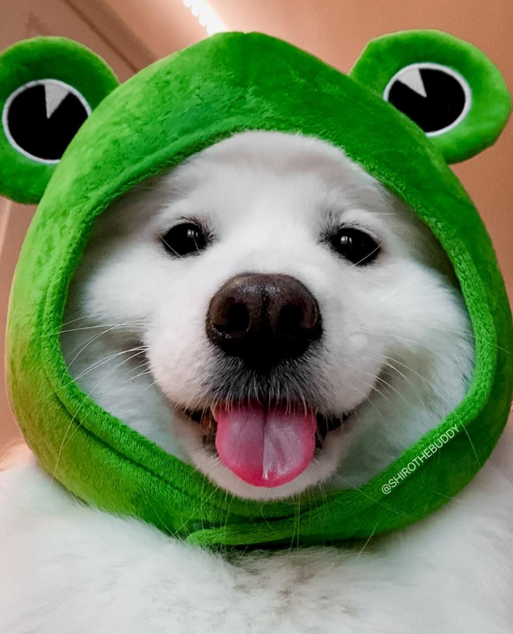 Conoce a Shiro the buddy, el perrito con el gorro de rana más lindo