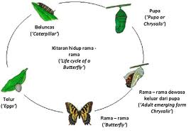 PRASEKOLAH NUR MAWADDAH: AWAL SAINS