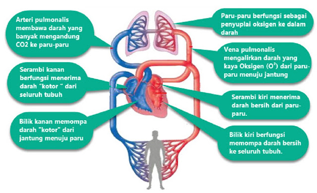 Materi Dan Kunci Jawaban Tematik Kelas 5 Tema 4 Subtema 1 Halaman 3 6 7 8 Materi Dan Kunci Jawaban Tematik Kelas 5 Tema 4 Subtema 1 Halaman 3 6 7 8