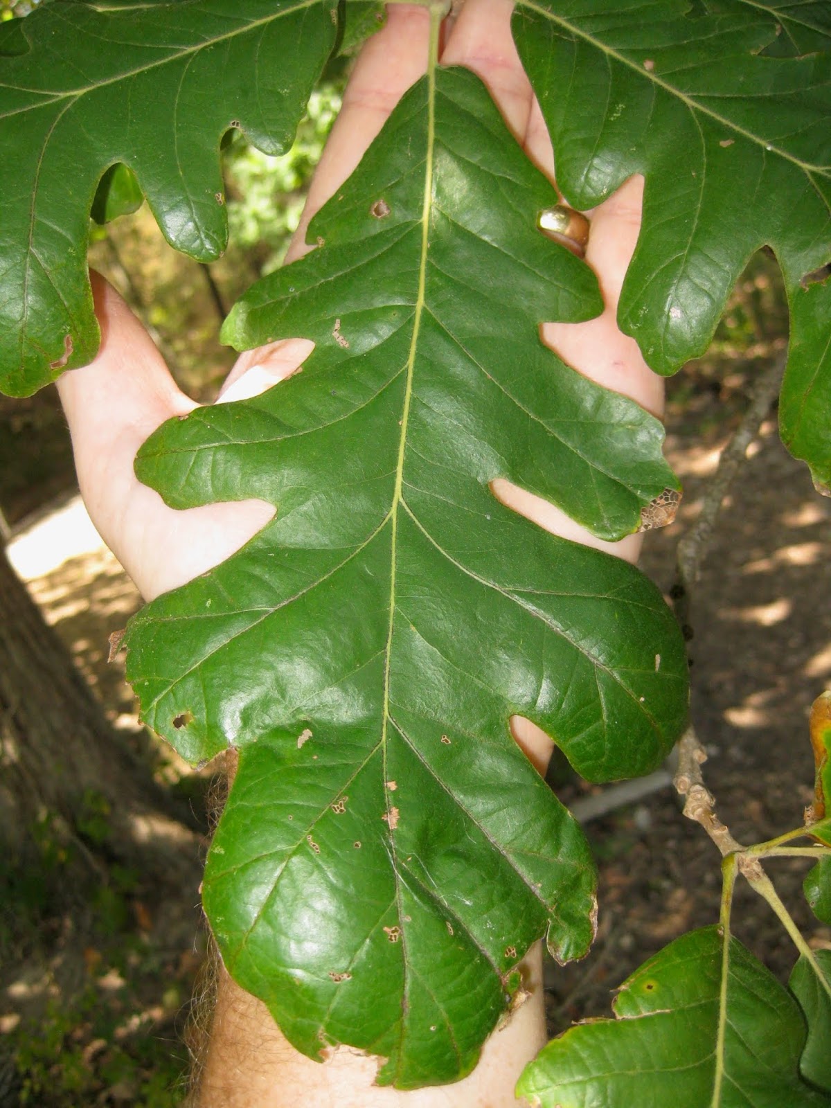 Foraging Texas Acorn Oak