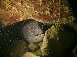 wolf eel attack wolf eel attack