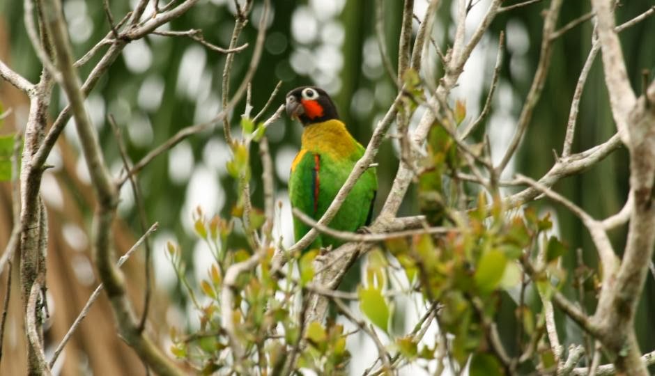 Tierra de papagayos, loros, cacatuas, pericos, cotorras y guacamayos