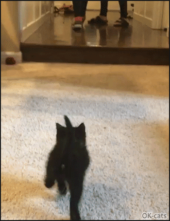 Cute Kitten GIF • Tiny black kitten running after 2 girls going to school Cute Kitten GIF • Tiny black kitten running after 2 girls going to school