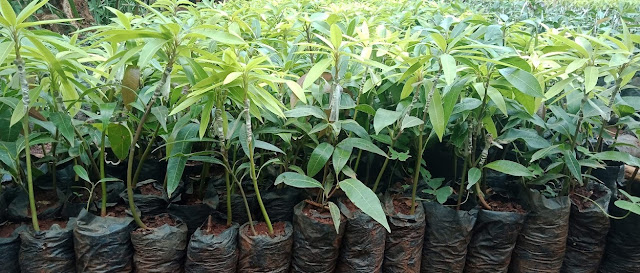grafted apple mango seedlings for sale