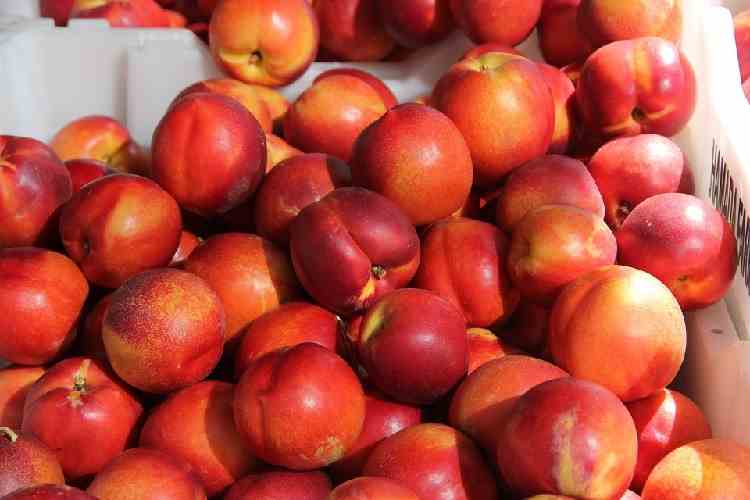 Mercado mundial de duraznos y nectarines frescos 20192020