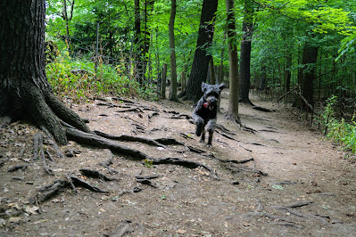 Dog running in Sherwood Park Off-Leash Paradise