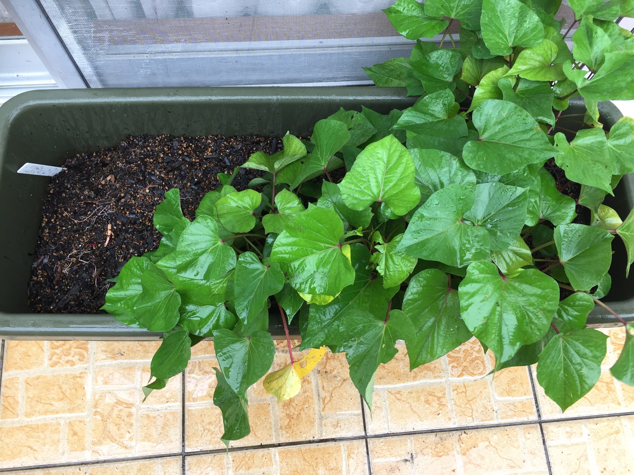 Okinawa Gardener Japanese Sweet Potato (Satsumaimo)