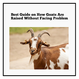 Best Guide on How Goats Are Raised Without Facing Problem