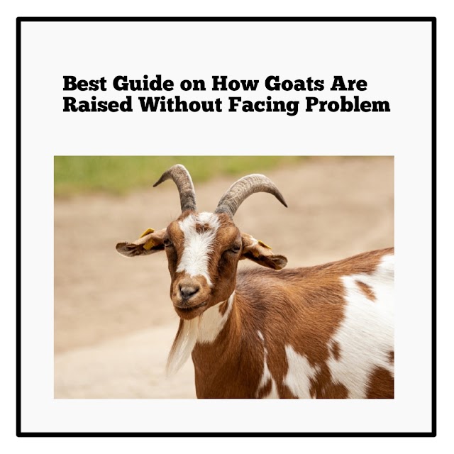 Best Guide on How  Goats Are Raised Without Facing Problem