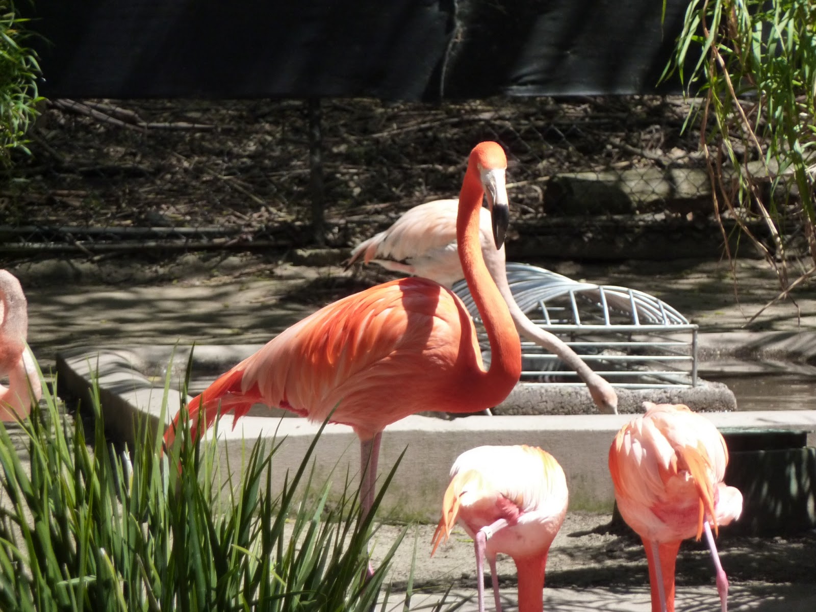 Just Breathe SAN DIEGO ZOO SUNDAYS IN MY CITY