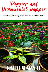 Pepper and Ornamental pepper: sowing, planting, maintenance - Gerbeaud