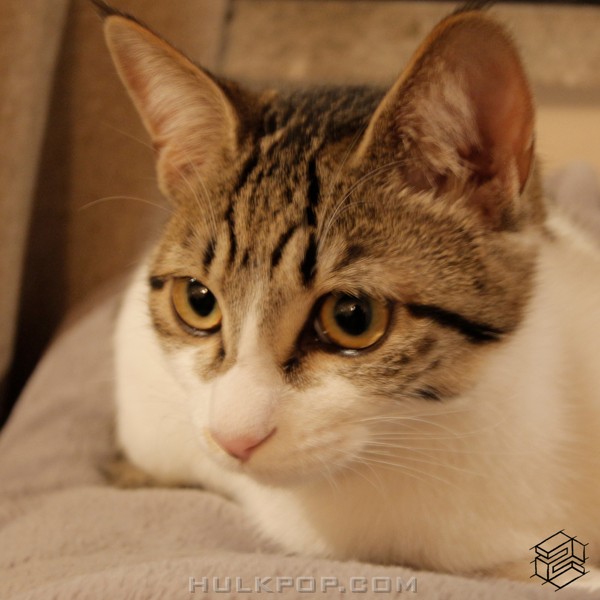 LEL – How are you? (Vocal by Anna) – Single