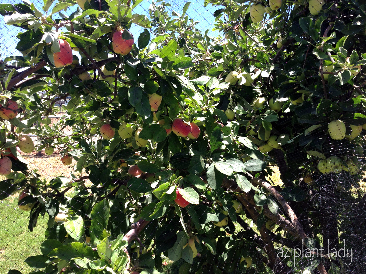 An Apple Harvest in the Desert... Ramblings from a Desert Garden