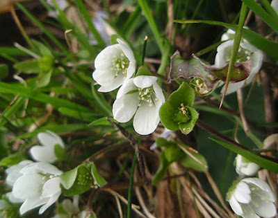 Hépatica nobilis de flor blanca