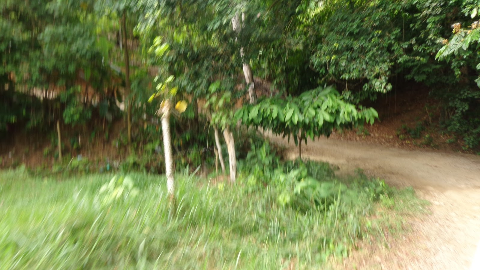 Reforestation and the Medicinal Uses of Trees Liliana Usvat Research