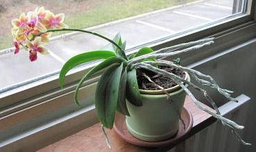 30 Soal Pilgan Sistem Gerak Tumbuhan Dan Pembahasan Muttaqin Id