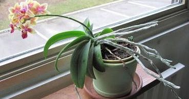 30 Soal Pilgan Sistem Gerak Tumbuhan Dan Pembahasan Muttaqin Id