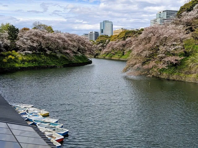 Springtime in Japan for a week: Chidorigafuchi Green Way in Tokyo