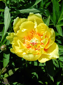 Paeonia Sequestered Sunshine Hybrid Itoh Peony Toronto Botanical Garden by garden muses-not another Toronto gardening blog