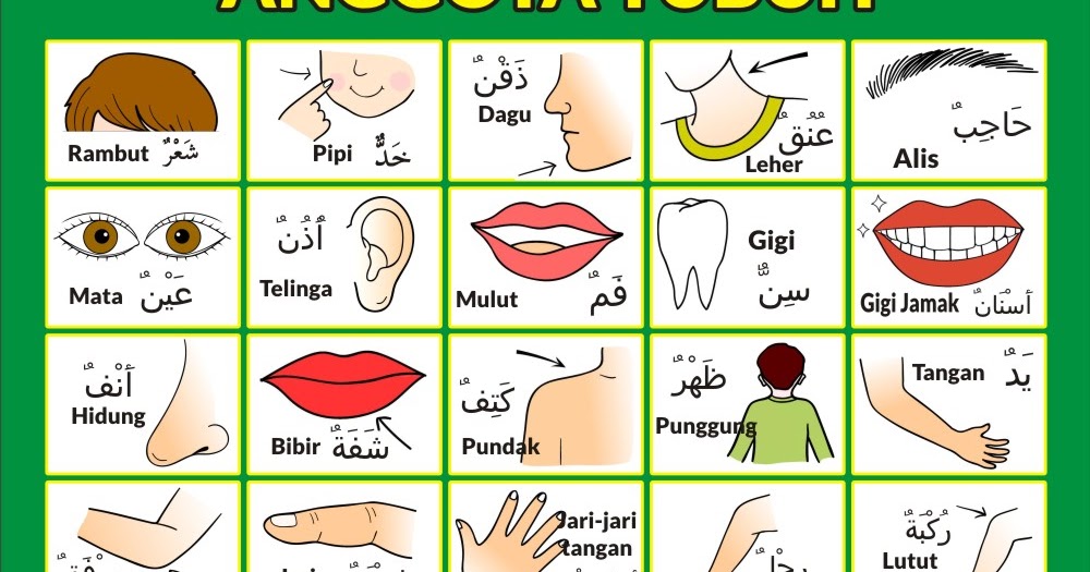Download Alat Peraga Gambar  Anggota Tubuh dalam Bahasa  