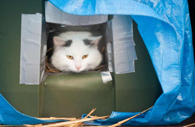 shelters for outdoor cats