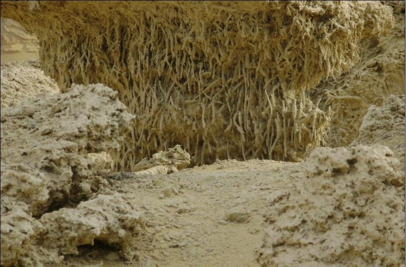 وادي الحيتان - حياة بحرية في قلب الصحراء