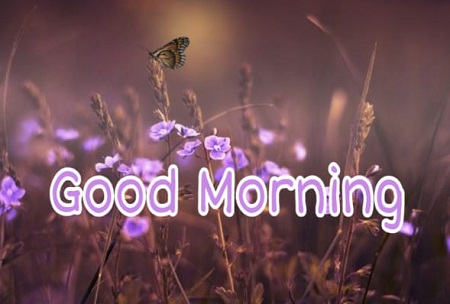 Good Morning Butterfly Good Morning Butterfly
