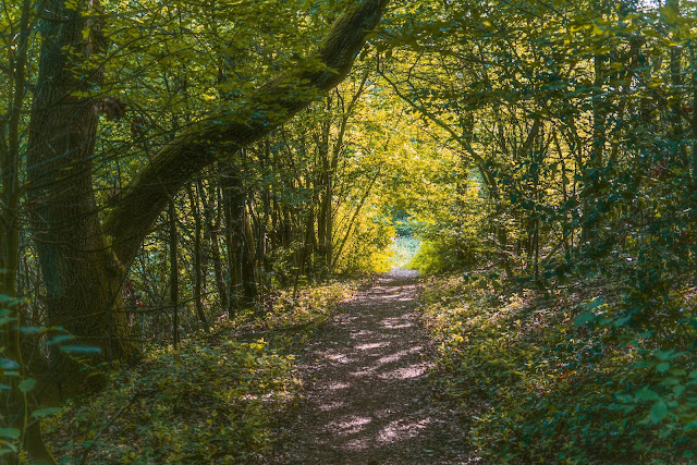 Wäller-Tour Augst | Rundwanderung Westerwaldsteig | Westerwald bei Neuhäusel 05