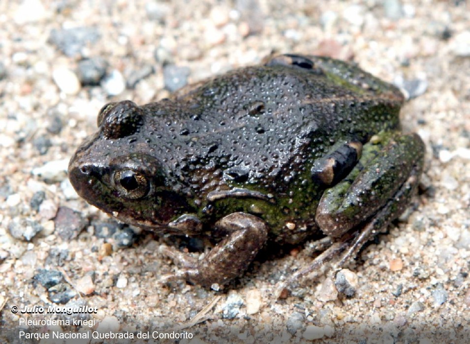 Argentina nativa Sapito cuatro ojos serrano (Pleurodema kriegi)