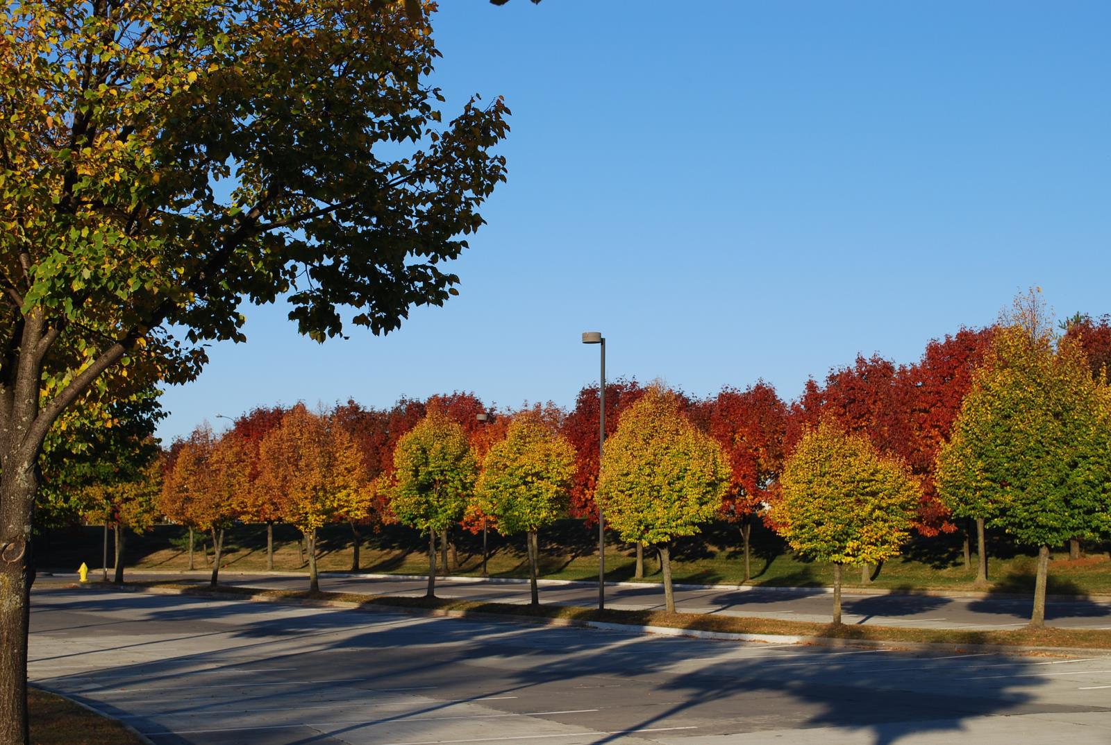 Trees and Climate Change in Des Moines