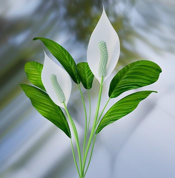 Tanaman Hias Peace Lily