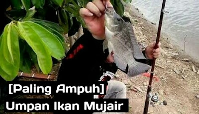 umpan ikan mujair