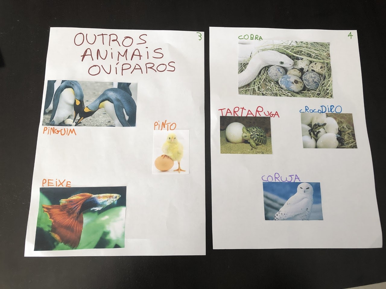 Aera da Infância: Jogo da memória - Animais