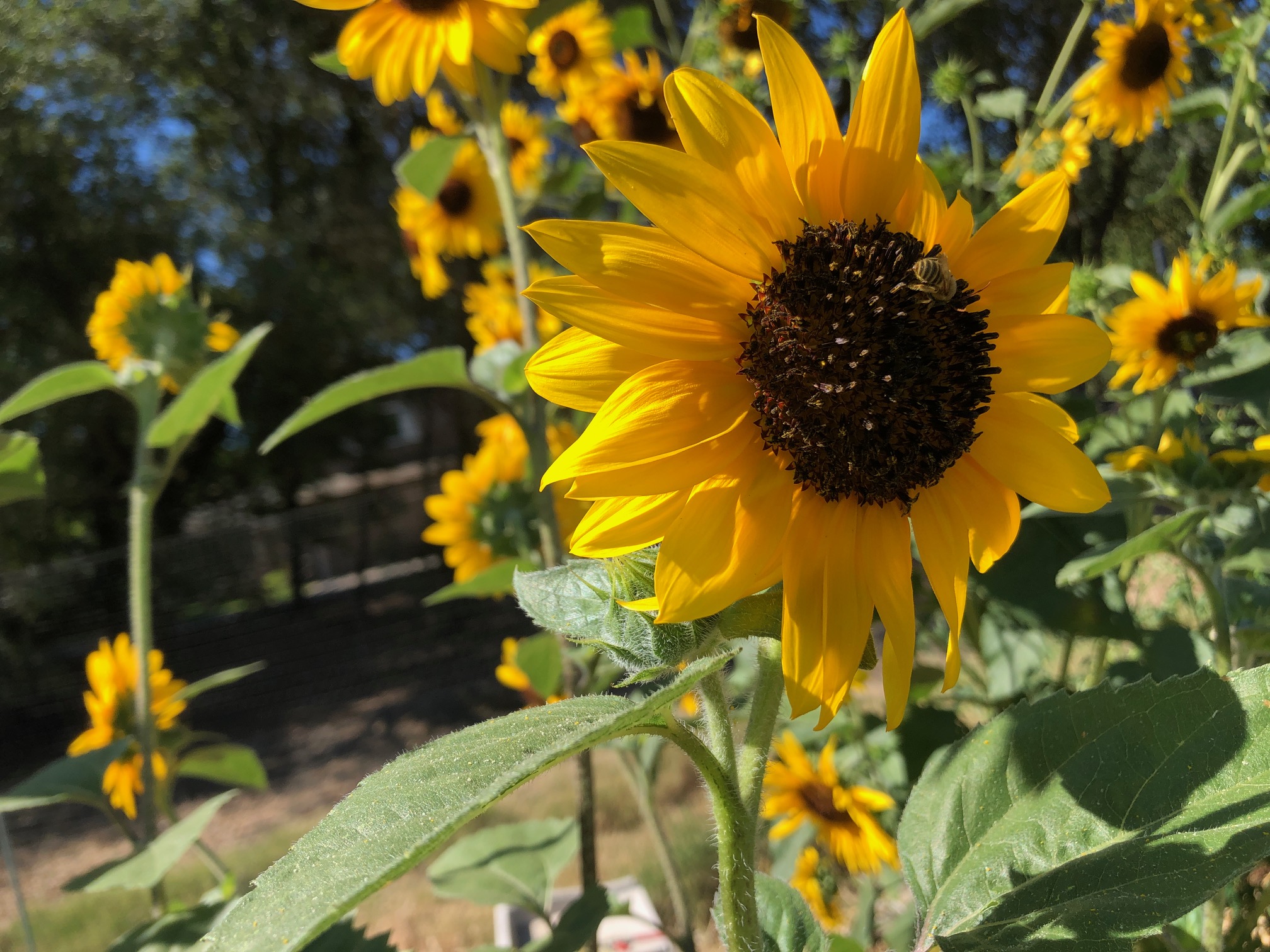 It�s not too late to plant a garden