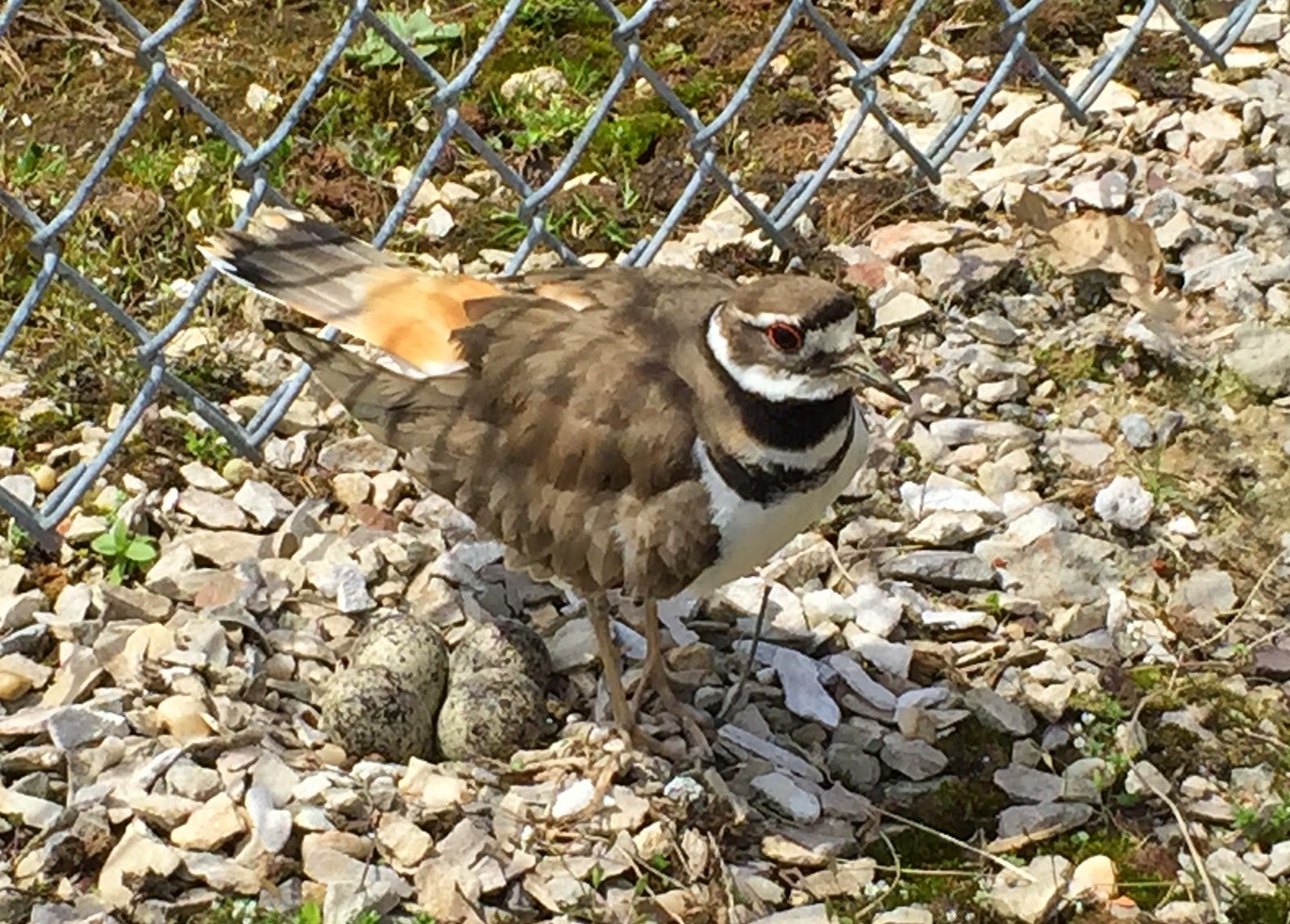 Schmetterling Aviation: The Wounded Goose