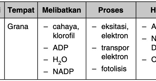 Proses Fotosintesis Yaitu Reaksi Terang Dan Reaksi Gelap Jelaskan Perbedaan Antara Kedua Tahap Mas Dayat