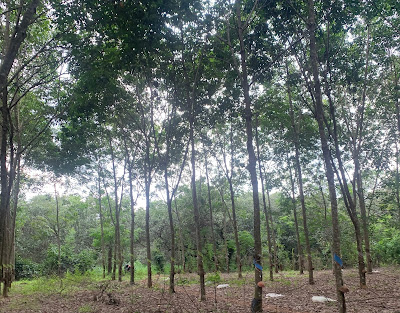Bán đất thổ cư đất sào tại xã Xuân Trường Xuân Lộc Đồng Nai